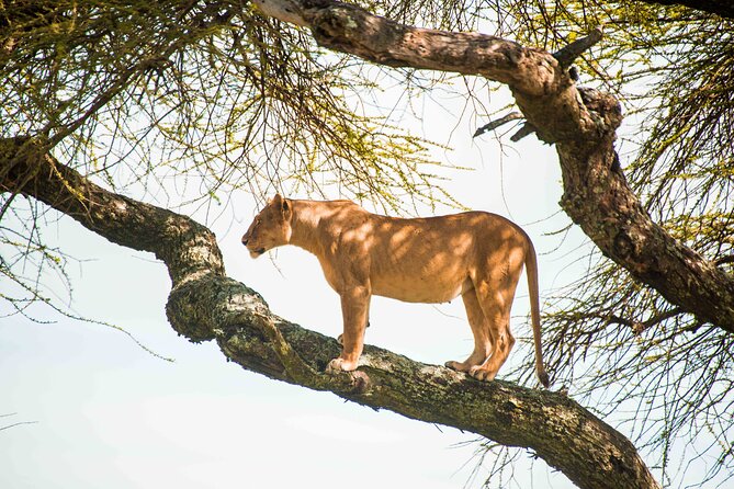 12 Days Best Of Kenya and Tanzania Safari - Luxury - Professional Driver/Guide Included