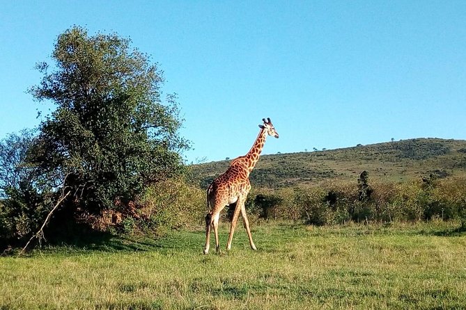 13 Days Kenya Wildlife Safari Trail on 4xx4 Land Cruiser Jeep - Safety and Guidelines