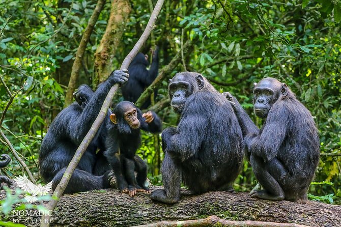 13 Days Trip Essential Uganda - Itinerary Highlights