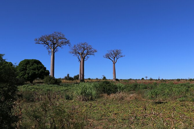 14-Day Classic RN7 Route Tour in Madagascar - Meals and Dining
