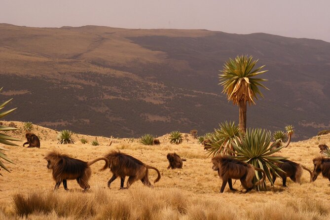 14 Days North Historic Route, and South Omo Valley – Ethiopia - Travel Tips