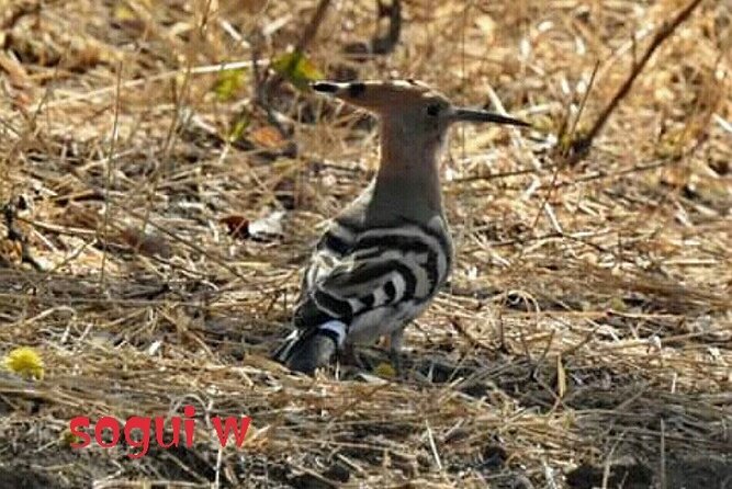 15 Days Tour :Birding Around Senegal