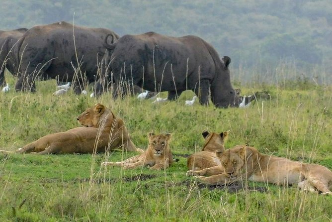 1Day Tour Nairobi Park ,Giraffe Center,Karen Blixxen Guided Tour - Customer Reviews