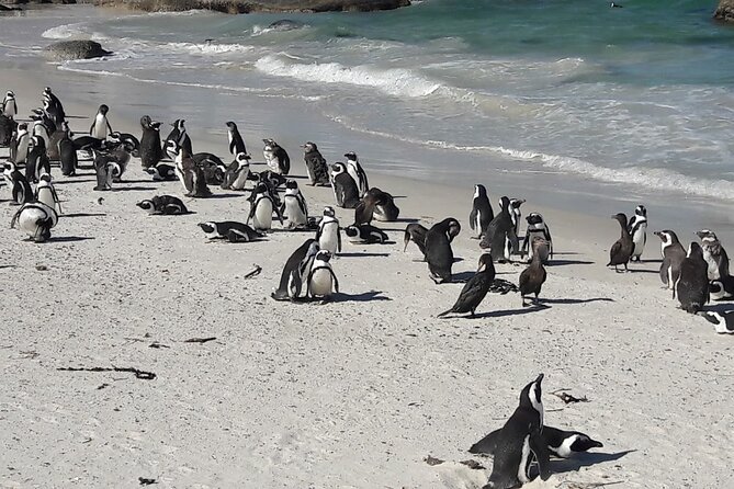 2-Day Best Private Tour Robben Island, Table Mountain, Cape Point - Accessibility Details