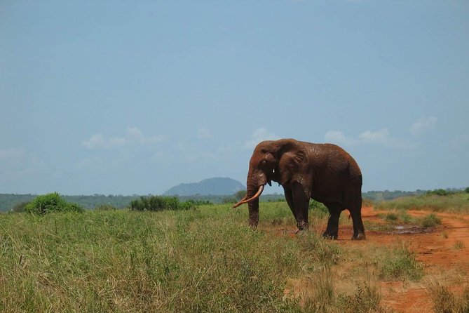 2-Day Mombasa to Tsavo East Safari - The Sum Up