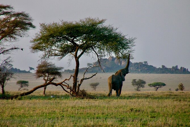 2-Day Private Guided Tour to Tarangire and Ngorongoro - The Sum Up