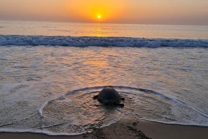 2-day Private Tour to Ras Al Hadd - What to Expect
