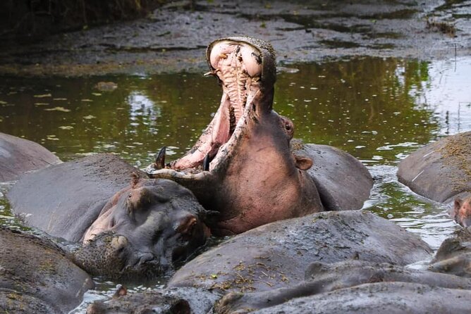 2-Day Safari Tour to Tarangire & Ngorongoro Crater (Mid-range) - Pickup Logistics