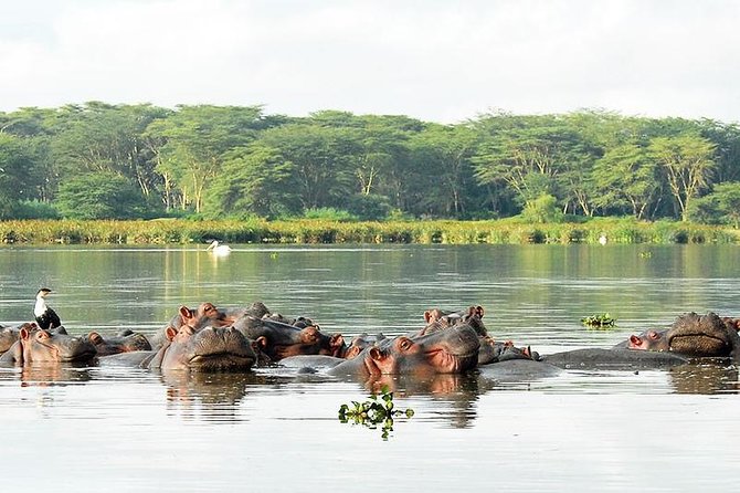 2 Day Tour Lake Nakuru, Hell S Gate & Lake Naivasha From Nairobi - Important Information for Travelers