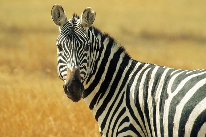2-Day Tsavo East NP Joining Safari - Customer Reviews