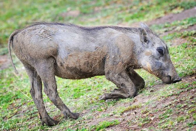 2-Day Wildlife Safari in Lake Mburo National Park - Safari Activities