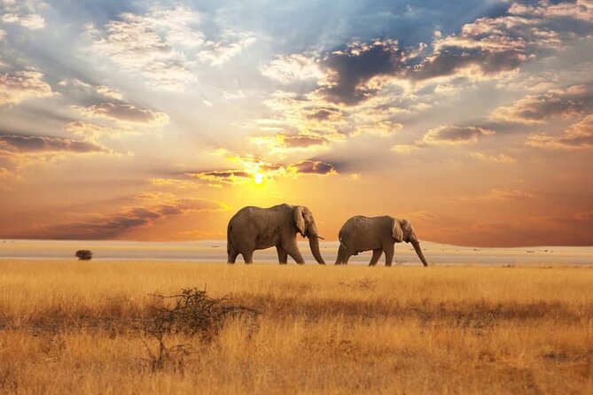 2 Days Amboseli National Park Safari Escape With Kentau - Reviews and Testimonials