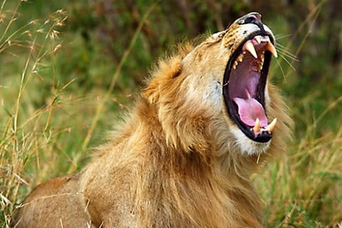 2 Days Awe-Inspiring Safari in Maasai Mara National Reserve, Kenya - Booking Information