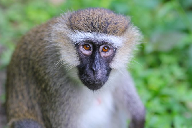 2-days Chimpanzee Tracking and Canopy Walk Nyungwe - Meals and Dining Options
