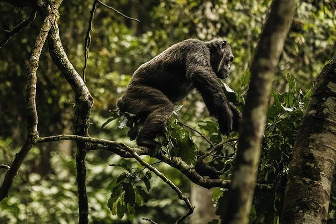 2 Days Chimpanzees Trekking Tour and Canopy Walk Adventure - Dining Options
