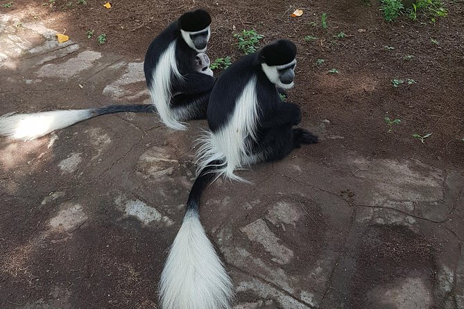 2 Days Ethiopian Rift Valley Lakes Tour From Addis Ababa - Health and Safety Guidelines