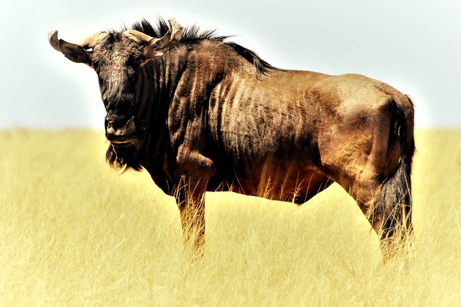 2 Days Explore to Tarangire Park, Ngorongoro Crater and Lake Manyara (Comfort) - Inclusions