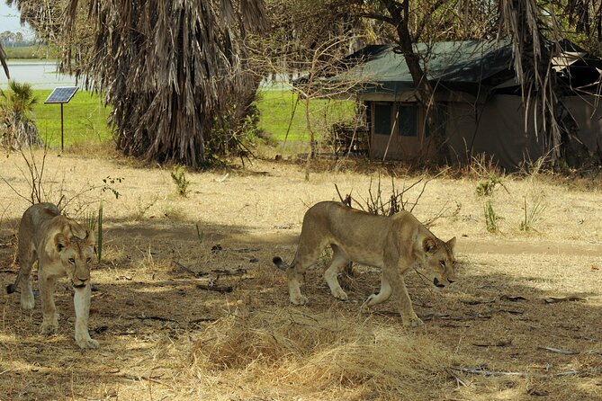 2 Days Fly In Selous Classic Safari Tour Ultimate Game Drives - Safari Game Drives