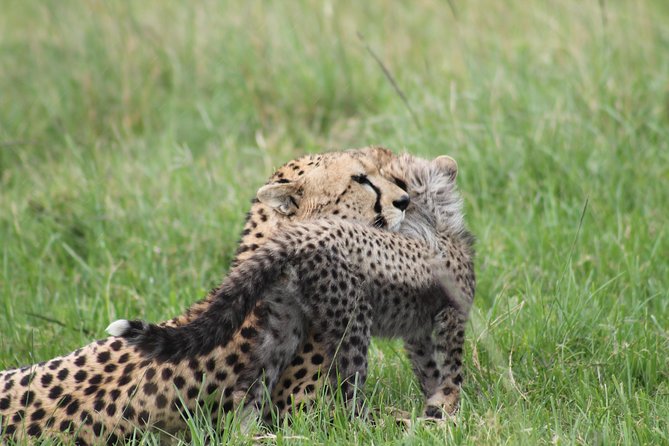 2 Days Masai Mara Safari - The Sum Up