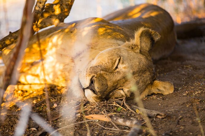 2 Days Mikumi Private Safari From Zanzibar With Accommodation - Booking and Cancellation Policy