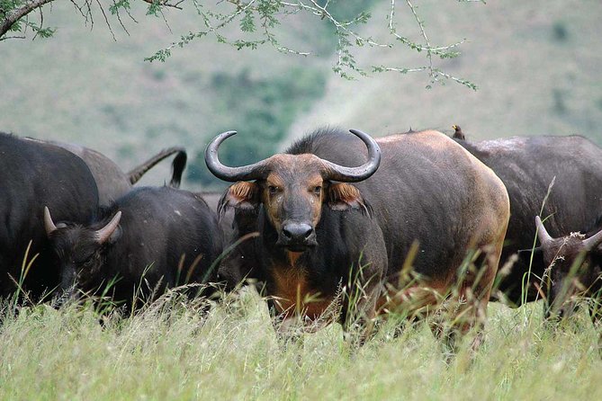 2 Days Mountain Gorilla Safari Rwanda - Frequently Asked Questions