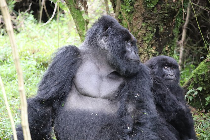 2 Days Private Gorilla Tracking in Uganda From Kigali Rwanda - Important Information