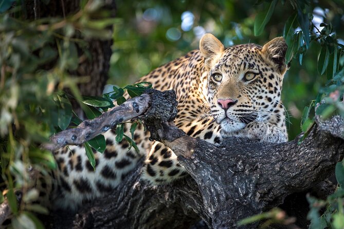 2 Days Ruaha National Park - Dietary Requirements and Health Advice