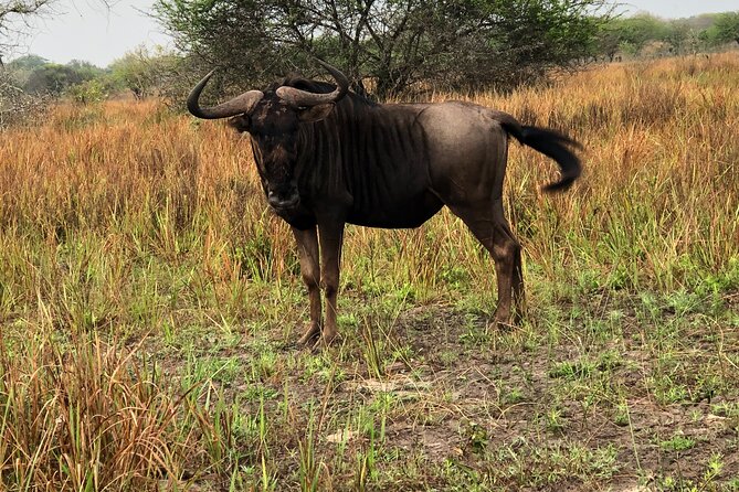 2 Days Safari in Maputo National Park - Reviews and Expectations
