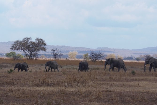 2 Days Safari to Mikumi National Park - Frequently Asked Questions