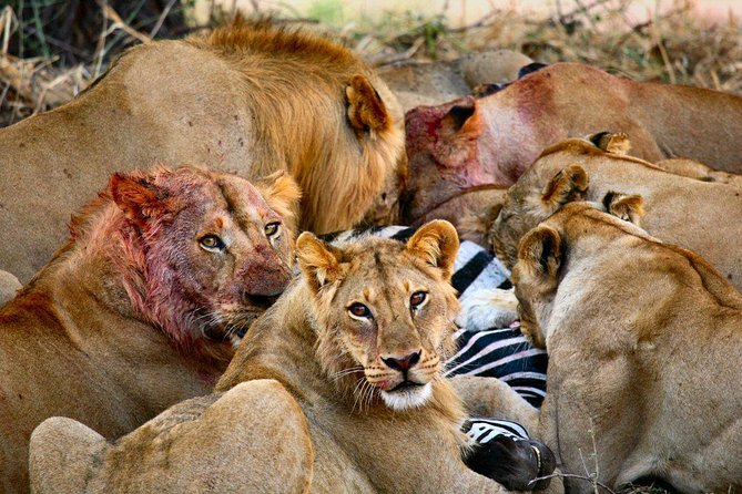 2 Days Short and Exciting Mikumi National Park Safari - Wildlife Spotting Opportunities