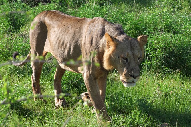 2 Days Tsavo East and Ngutuni Sanctuary Starting From Mombasa. - The Sum Up