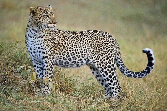 2 Days Tsavo East and Saltlick - Wildlife Encounters