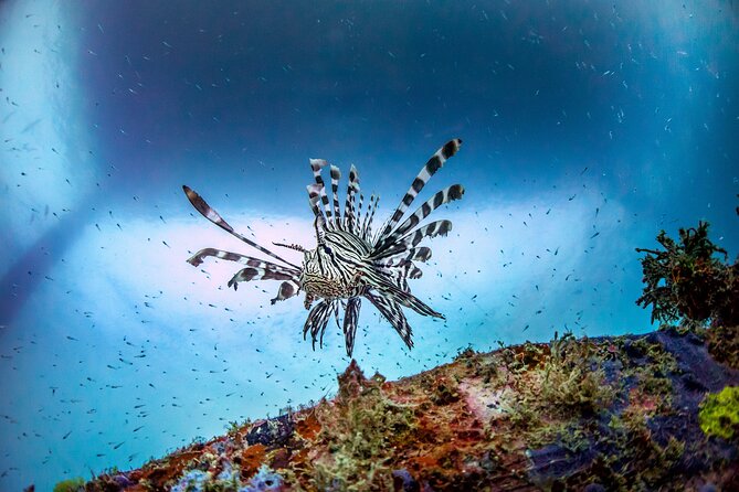 (2 Dives) Discover Scuba Diving Kota Kinabalu