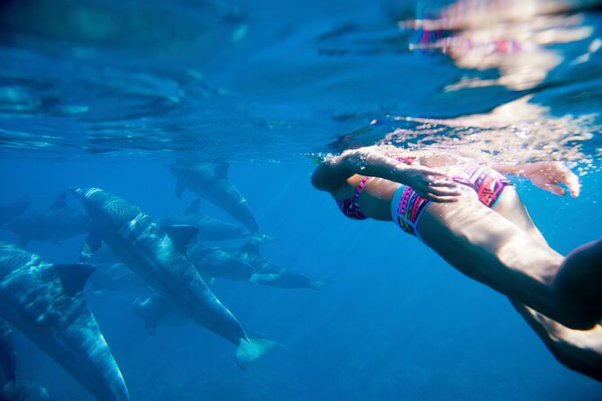 2-Hour Dolphin Excursion in Mauritius - The Sum Up