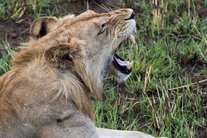 3 Day 2 Night Mikumi National Park + Masai Culture