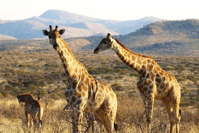 3 Day Camping Tour at Etosha National Park - The Sum Up