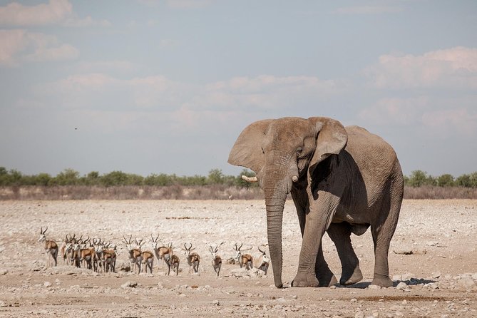 3 Day Etosha (Accommodated) Self Drive Tour - What To Expect