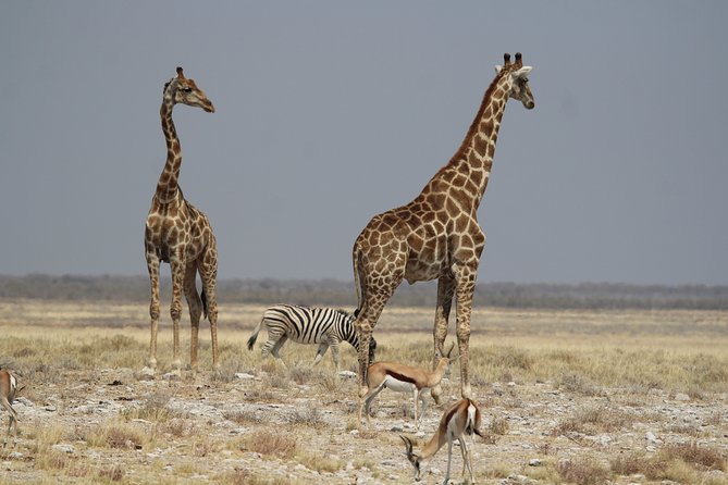 3 Day Etosha Private Guided Safari - Booking and Cancellation Policy