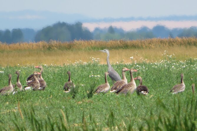 3-Day Lake Kis-Balaton Safari With Overnight at Cottage House - The Sum Up