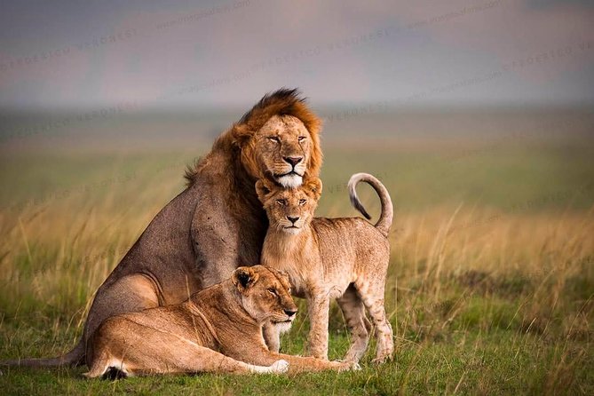 3-Day Maasai Mara Guided Safari From Nairobi - Customer Reviews