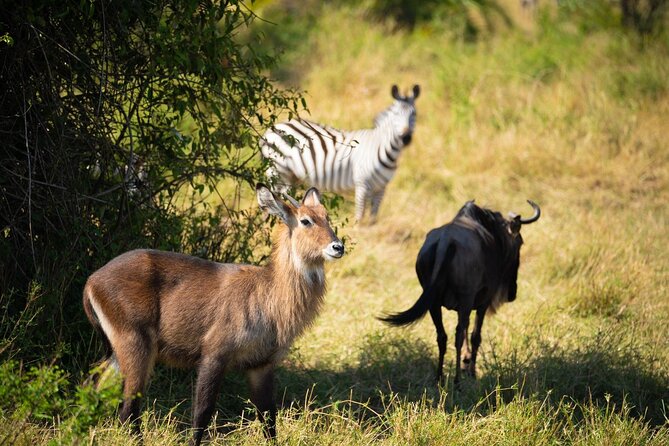 3 Day Magic Safari (Arusha, Tarangire & Manyara NP) - Pricing Details