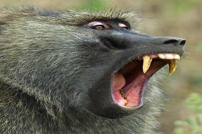 3 Day Mombasa - Masai Mara Air Safari - Frequently Asked Questions