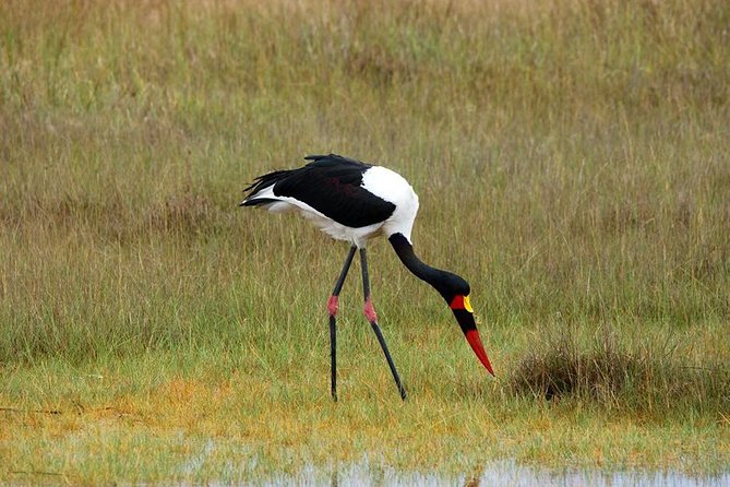 3-Day Moremi Game Reserve- by Walking Stick Safaris - Customer Testimonials