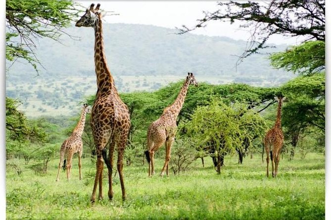 3 Day Private Camping Safari in Serengeti National Park - Safari Itinerary