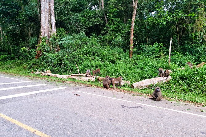 3-Day Private Chimpanzee Trekking Safari in Kibale Forest - Pricing and Availability