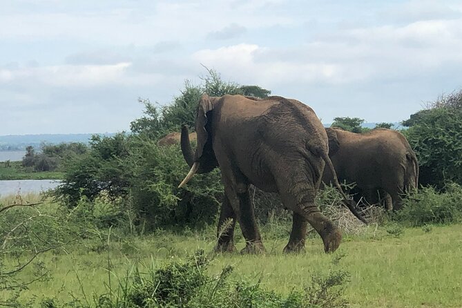 3-Day Private Safari to Murchison Falls National Park in Uganda - The Sum Up