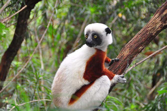 3-Day Private Tour to Andasibe National Park - Park Highlights