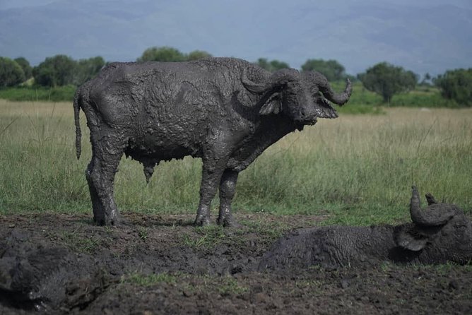 3 Day Queen Elizabeth National Park - Reviews and Traveler Information