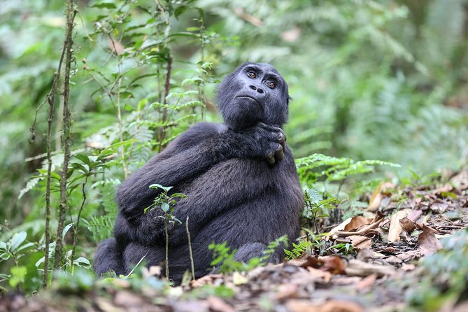 3-Day Rwanda Gorilla Safari - Cancellation Policy Overview