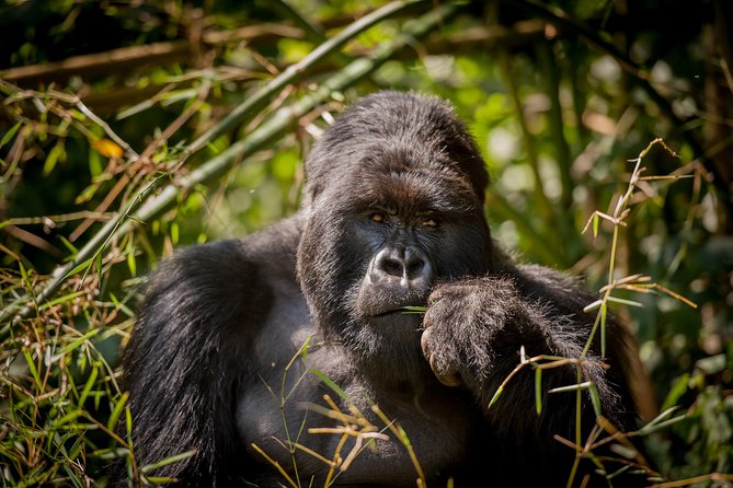 3 Day Safari With Gorilla Tracking in Bwindi NP - Cancellation Policy